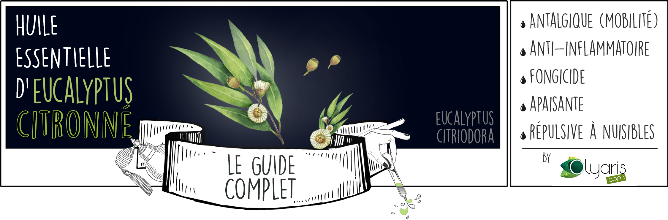 Huile Essentielle d'Eucalyptus Citronné: le Guide Complet - Olyaris